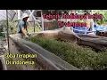 99% sukses.! Tehnik budidaya belut di vietnam bisa kita coba di indonesia