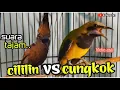 Download Lagu MASTERAN CILILIN VS  CUCAK CUNGKOK  || suara tajam  kasar