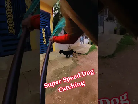 Running Dog Catching Skill Successfully #shorts #ytshorts #pets #ytshortsindia #dog