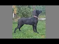 Xolo standard coated male AVAILABLE