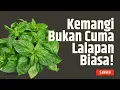 Download Lagu Jangan Buang Daun Kemangi, Manfaatnya Besar Bagi Tubuh | SINAU