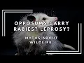 Opposum myths Rabies Leprosy
