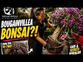 Caring for a Field Grown Bougainvillea Bonsai