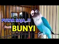 Download Lagu Putarkan Saja,.!! PASTI BUNYI, SUARA Lovebird Ngekek Panjang Pancing Emosi Labet Warna Apasaja