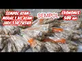 Lagu RESEP SEMPOL AYAM  enak UNTUK PEMULA 1 Kg Anti gagal