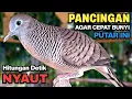 Perkutut Lokal Gacor Suara Besar Pancingan Burung Perkutut Agar Cepat Bunyi.