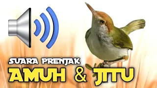 Download Suara Pikat prenjak lumut paling ampuh MP3