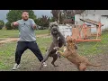 Pitbull Queen vs Cane Corso Who Will Come Out on Top