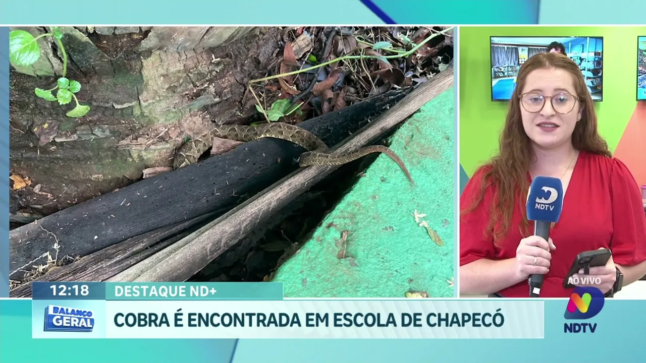 Situação Inusitada: Cobra Invade Escola em Chapecó