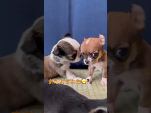 動画