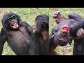 Discovering Bonobos The Peaceful Apes You ve Never Heard Of
