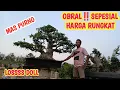 Download Lagu SEPESIAL HARGA RUNGKAT, BORONG MAKIN MURAH LAGI📞0857-3333-6888 @JeckpaeyBonsai91 