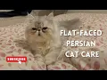 Flat-Faced Persian Cat Care