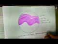 Histology diagrams keratinized stratified squamous epithelium