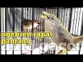 Download Lagu Bren Rapat Cigun Cocok Untuk Masteran || Ciblek Gunung Ngebren Pancingan Paling Ampuh
