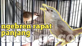 bren rapat cigun cocok untuk masteran ciblek gunung ngebren pancingan paling ampuh