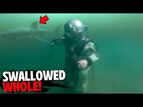 Download MP3 This Hookah Diver Is SWALLOWED WHOLE By Deadly Great White Shark!