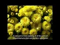 November Birth Flower - Meaning Symbolism What It Represents