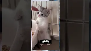 البنت هتقع من فوق السرير النهاية صادمة Viral 