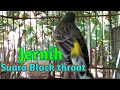 Download Lagu Suara Jernih Black throat Gacor | Masteran Pancingan Burung Black throat Gacor