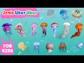 Download Lagu Belajar Mengenal Jenis Ubur Ubur | 20 Jenis Ubur Ubur Laut | 20 types of jellyfish | Sea jellyfish