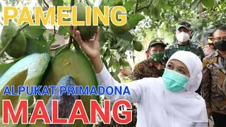 Download ALPUKAT PAMELING PRIMADONA KABUPATEN MALANG #alpukat #teguhadminto #bolangagromalang MP3