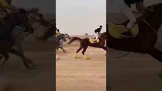 سباق خيل عربية خيل خيل عربي اصيل 