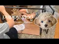 Bought a maltipoo puppy in Japan