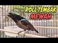 PANCINGAN KONIN GACOR FULL BONGKAR MATERI NGEROLL !! MASTERAN KOLIBRI NINJA BAHAN ISIAN MEWAH