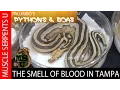 Blood Pythons with Mark Kirkpatrick at Tampa Repticon - Part 4