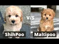 Shihpoo vs Maltipoo Detailed Comparison of these Two Dog breeds