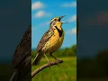 Download Lagu Suara Burung Berkicau di Hutan | Suara Burung yang Damai untuk Relaksasi, Tidur, Meditasi \u0026 Fokus