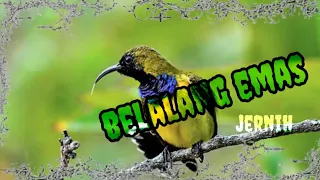 masteran sogon aguero terbaru jernih