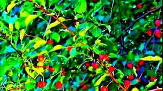 أروع موسيقى خيالية عزف الفنان بلال نصار 