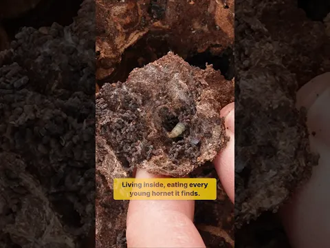 The Enemy That Wiped Out This Hornet Nest
