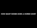 How many bones does a horse have