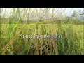 Download Lagu SERUMPUN PADI | Instrumental + Lirik