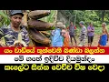 යං වාඩියේ තුන්වෙනි බණ්ඩා බලන්න | මේ ගහේ ඉදිච්ච දියමුන්දං | කැලේට සින්න වෙච්ච විෂ වෙදා