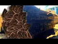 Download Lagu Kecerobohan berarti kematian! Terekam jelas saat menggergaji pohon raksasa di tempat penggergajian