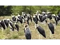 Download Lagu Marabou Stork Undertaker Bird Unusual Large Flock In Kruger Park.