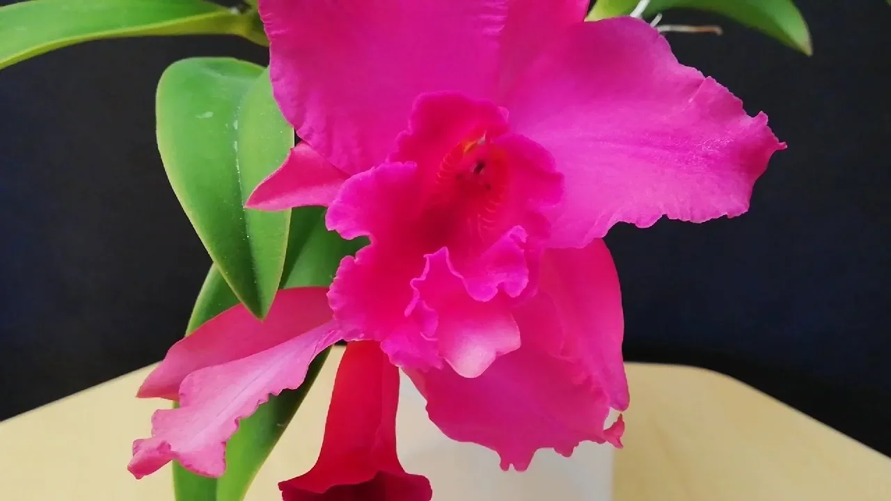 CUÁNDO Y CÓMO TRASPLANTAR UNA ORQUÍDEA CATTLEYA CON RAÍCES PODRIDAS (1/2)