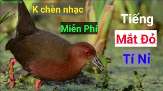 Download Tiếng chim tí nỉ mắt đỏ chuẩn - tiếng mắt đỏ kêu chuẩn | Câu Cá và Săn Bẫy MP3