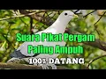 Download Lagu Suara Pikat Pergam Paling Ampuh