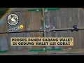 Download Lagu FULL SHARING saat panen sarang walet di gedung walet Uji coba 4x8 7 (TUJUH) Lantai lantai bossQ 😀😂