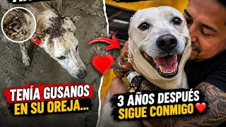 Los gusanos comieron su oreja y 3 años después quedó así 