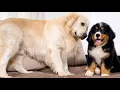 How the Golden Retriever and the Bernese Mountain Dog Became Best Friends Compilation
