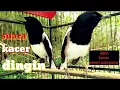 Download Lagu suara kacer\