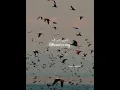 Download Lagu Bika Moulhimi, Maher Zain, English and Arabic Lyrics    #reels #love #viral #edit #jumma #subscribe