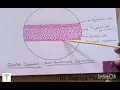 Stratified Squamous Non-keratinized epithelium
