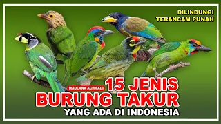 15 jenis burung takur yang ada di indonesia burung dilindungi di indonesia megalaimidae 